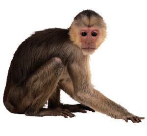 Monkey PNG-18716